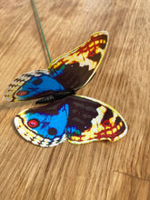 Load image into Gallery viewer, Butterfly Black, Yellow &amp; Blue